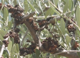 Maladies és paraziták olivier, Gyorslinkek