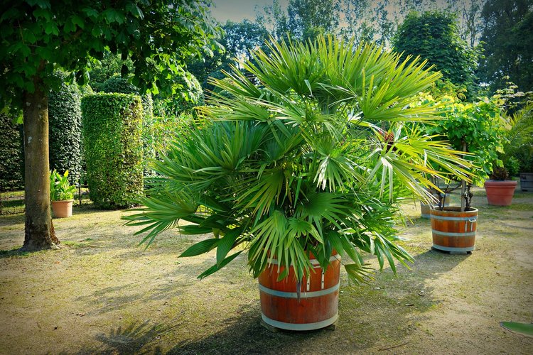 Palmiers en pot