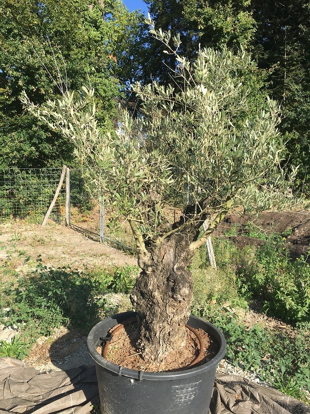 Set d'iirrigation externe - Matériel dentaire