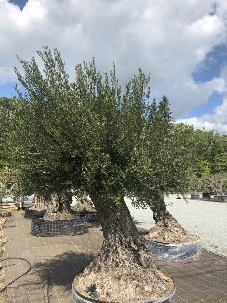 Olivier 317 Morbihan Bretagne Oliviers Centenaires