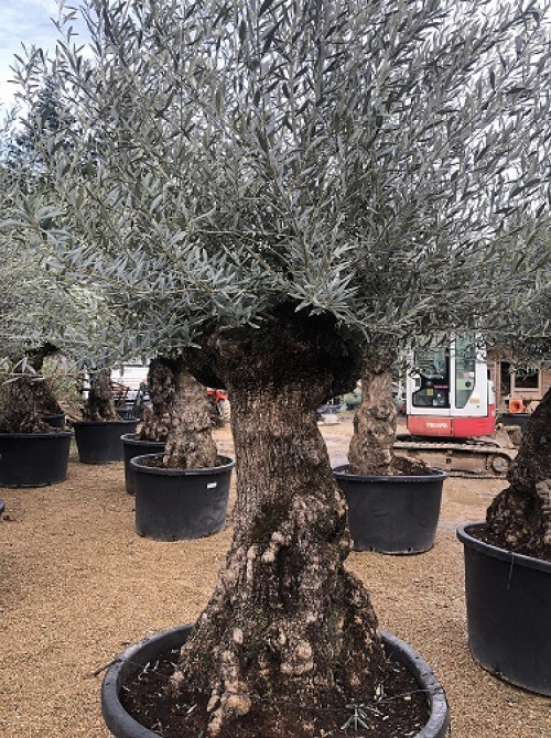 Oliviers Centenaires Traditionnels olivier 115
